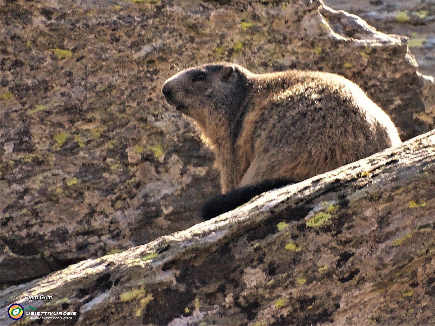 61 Marmotta su roccioni.JPG